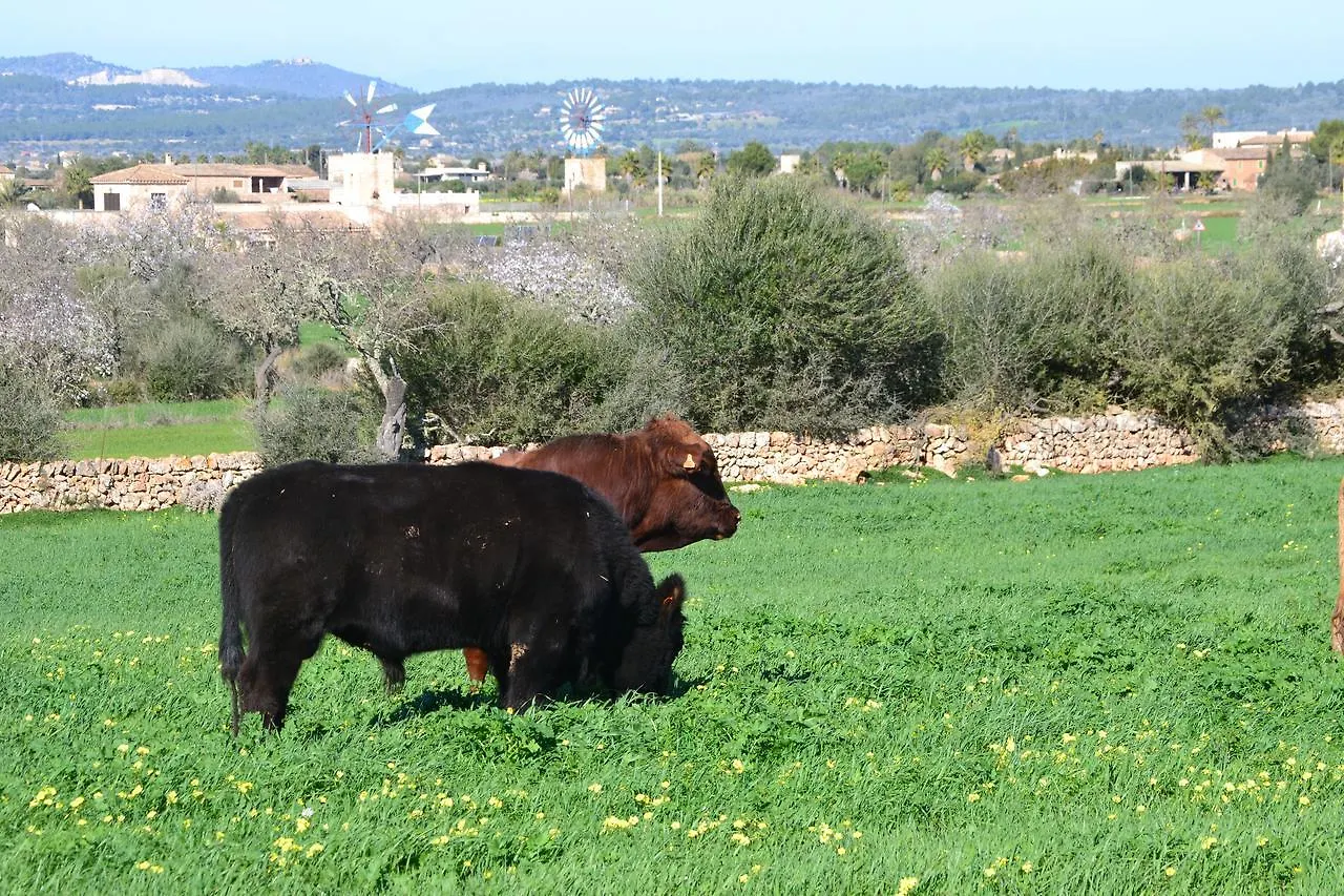 Alloggio per agriturismo Agroturismo Es Gallicant Campos  Spagna