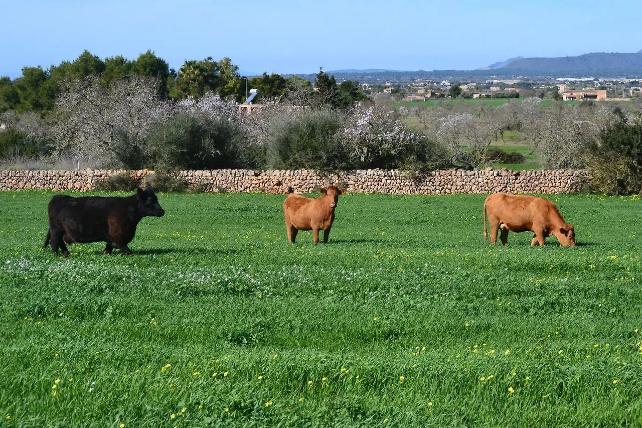 Alloggio per agriturismo Agroturismo Es Gallicant Campos