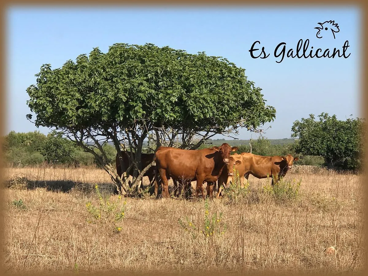Agroturismo Es Gallicant Campos  Campos (Mallorca)
